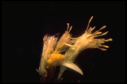Imagem de Ericameria fasciculata (Eastw.) J. F. Macbr.