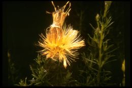 Imagem de Ericameria fasciculata (Eastw.) J. F. Macbr.