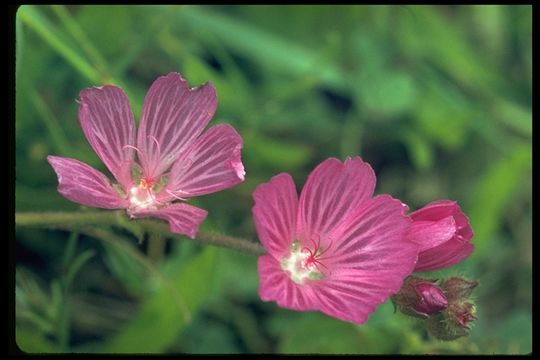 Image of dwarf checkerbloom