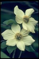 Image of Pacific dogwood