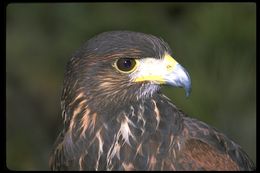 Image of Harris's Hawk