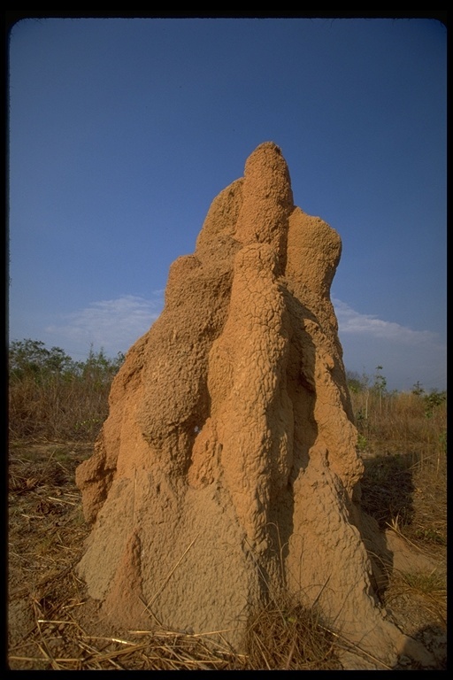 Слика од Nasutitermes triodiae (Froggatt 1898)