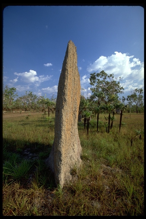 Image of Magnetic termite