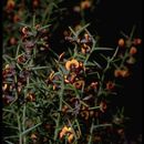 Image of Daviesia genistifolia Benth.