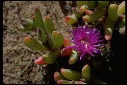 Plancia ëd Carpobrotus rossii (Haw.) Schwant.