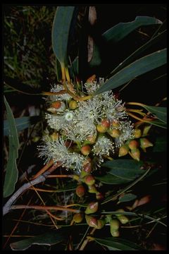 Image of Eucalyptus diversifolia Bonpl.