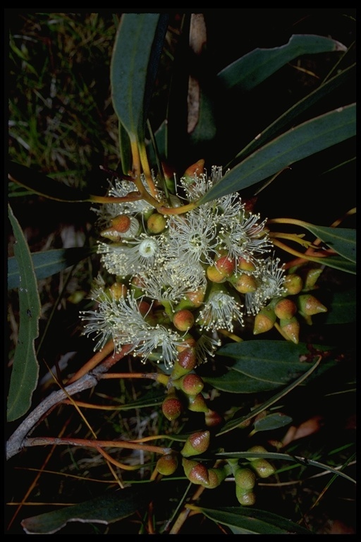 Imagem de Eucalyptus diversifolia Bonpl.