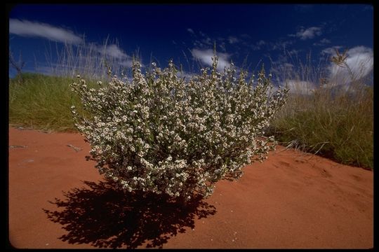 Micromyrtus ciliata (Smith) Druce resmi