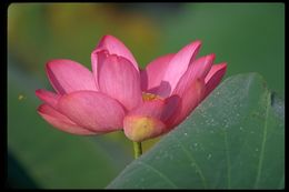 Image of sacred lotus