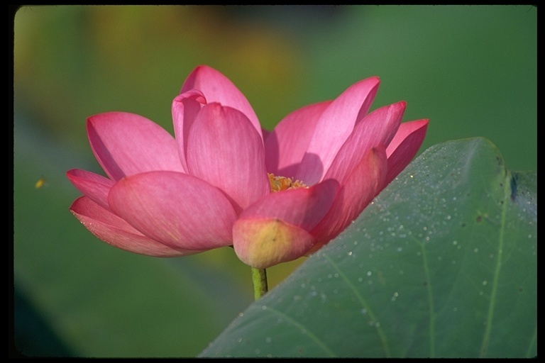 Image of sacred lotus