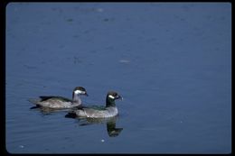 Image of Green Pygmy Goose