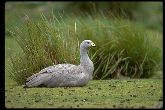 Image of Cape Barren Goose