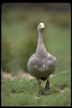 Image of Cape Barren Goose