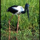 Image de Jabiru d'Asie