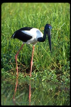 Image of Black-necked Stork