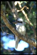 Image of Kookaburra