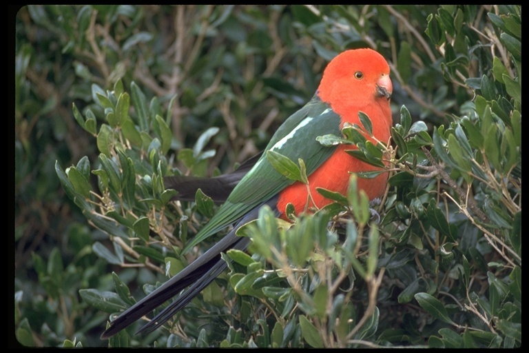 Alisterus scapularis (Lichtenstein & Mhk 1816)的圖片