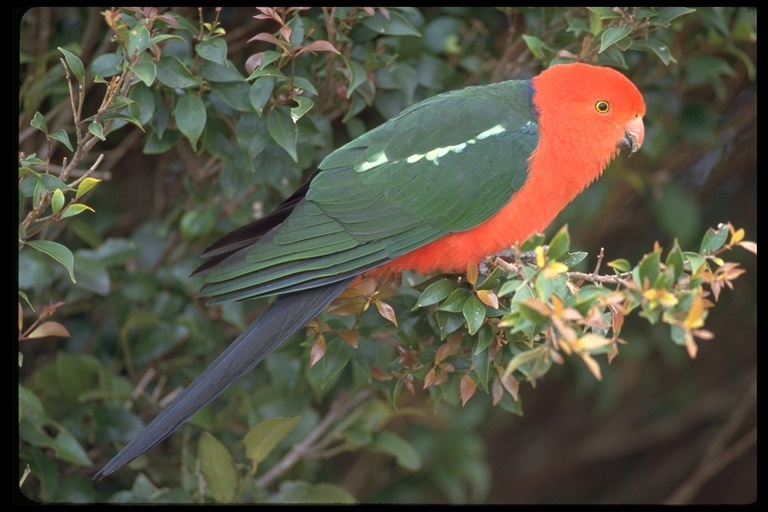 Alisterus scapularis (Lichtenstein & Mhk 1816)的圖片