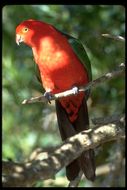 Image of Australian King Parrot