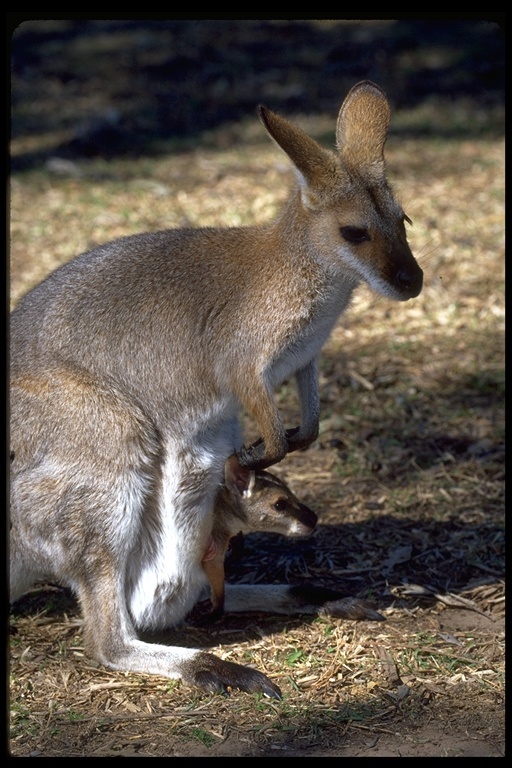 Macropus rufogriseus (Desmarest 1817) resmi