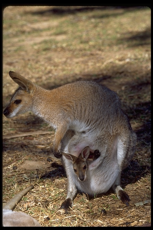 Macropus rufogriseus (Desmarest 1817) resmi