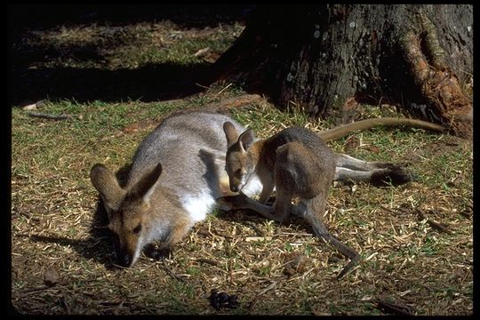 Plancia ëd Macropus rufogriseus (Desmarest 1817)