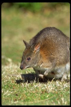 Image de Pademelon à cou rouge