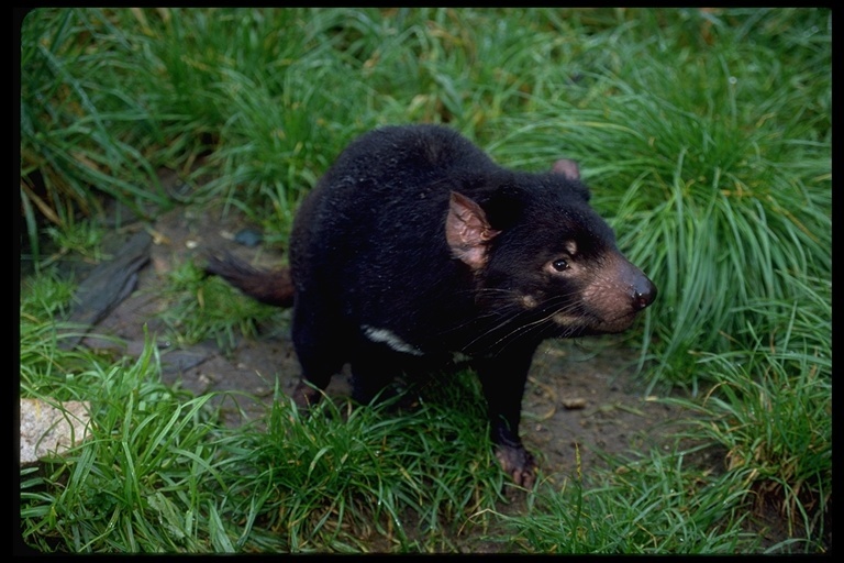 Image of Tasmanian Devil