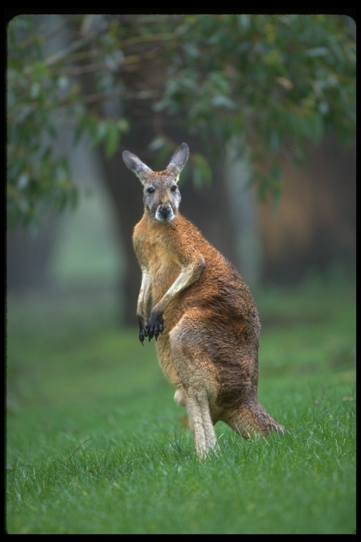 Image of red kangaroo