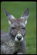 Image of red kangaroo