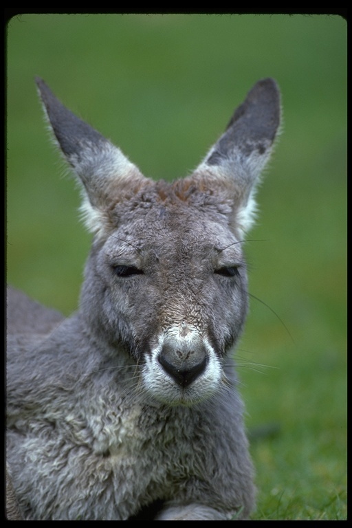 Image of red kangaroo