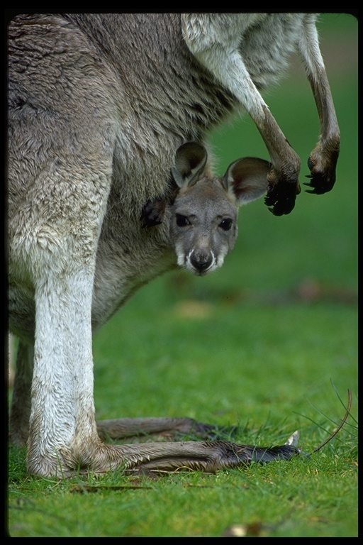 Image of red kangaroo