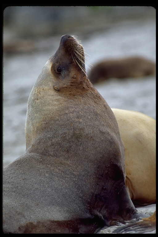 Image of Australian Sea Lion