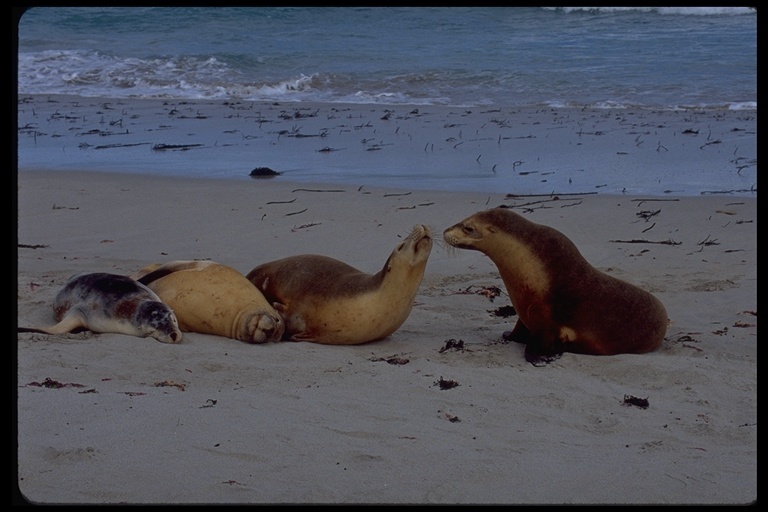 Image of Australian Sea Lion