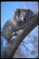 Image of Koala