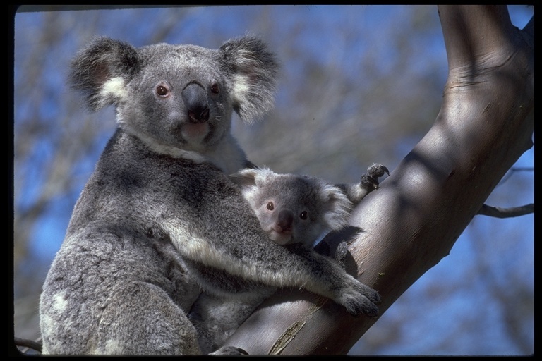 Image of Koala