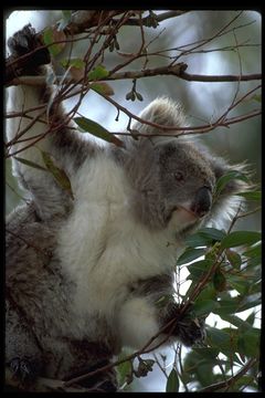 Image of Koala