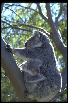 Image of Koala