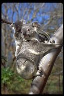 Image of Koala