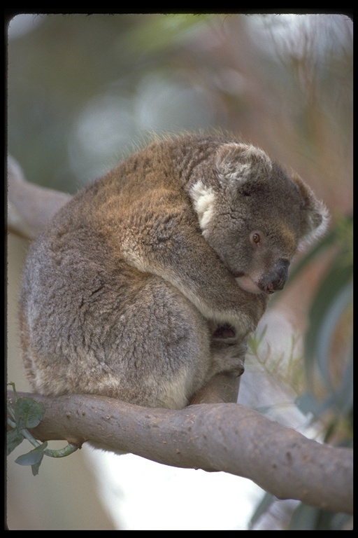 Image of Koala