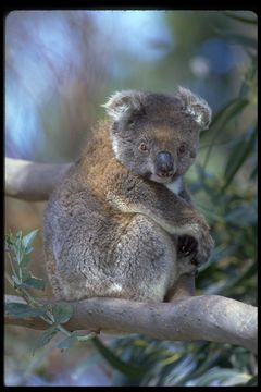 Image of Koala