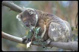 Image of Koala