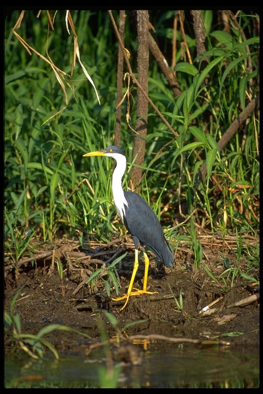 Image of Pied Heron