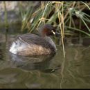 Image of Australasian Grebe