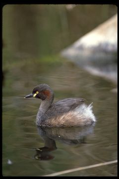 Image of Australasian Grebe