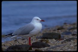 Image de Mouette argentée