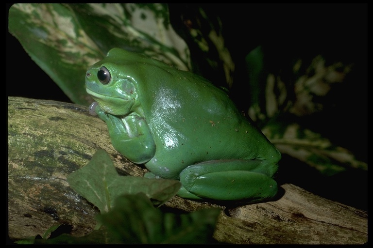 Image of Australian Green Treefrog