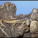 Image of Leopard skink