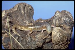 Image of Leopard skink