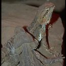 Image of Bearded Dragon